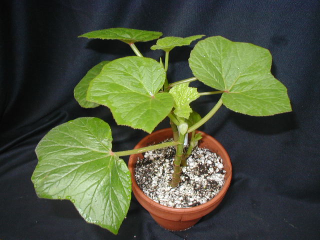 B. ‘Elizabeth Mateus’